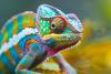 After 2,000 Years, Scientists Finally Solve the Riddle of the Chameleon’s Wandering Eye