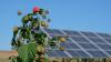 Science The Cool Down Researchers test revolutionary method of combining crops and solar panels: 'There is an unlimited number of iterations'