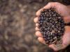 U.S. coffee tariffs remain too high, says top Brazil supplier