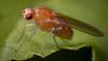 Tongan fruit fly threatens Fiji’s agriculture