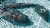 Ohio zoos rehabilitate 6 manatees for return to Florida waters
