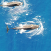 UH study finds Hawaiian pilot whales eat 416 million squid a year to power deep dives