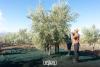 Moulay Yakoub Olive Harvest Puts Science and Care First
