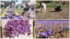 Saffron Blooms in Swat: A Fragrant New Chapter For Khyber Pakhtunkhwa’s Agriculture