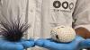Israeli scientists pioneer way to monitor sea urchins as die-offs threaten coral reefs worldwide