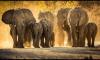 The science behind stone age elephant hunting