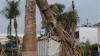 Tool helps battle trunk rot in Florida's iconic palm trees