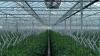 Austrian farmer uses CO2 from heating boiler to fertilize plants