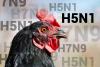 Arkansas poultry farmers on alert after report of bird flu