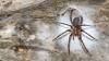 Why the world's largest-known spider web surprised this scientist