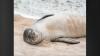 New study uncovers intricate vocal behavior of Hawaiian monk seals