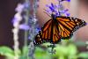 Commissioner Miller applauds AgriLife research mapping Monarch migration