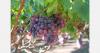 APHIS suspends Systems Approach for grapes imported from Chile