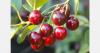Peru opens new biofactory as Chilean cherry harvest begins