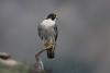 Scientists slam Canada-US proposal to lower trade protections for peregrine falcons