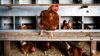 Gabon launches training program to develop local poultry industry