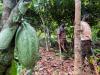 Ivory Coast weather conditions keep cocoa outlook positive