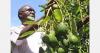 Kenya announces new avocado farmer support plan