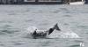 Wild dolphin delighting tourists in Venice