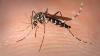 Dengue Cases Rise Sharply in Eastern Afghanistan, WHO Warns of Active Virus Spread