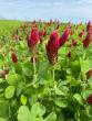 Arkansas research identifies temperature ranges for eight cover crops