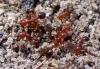 Environment department keeps watchful eyes on red ants discovery in Bermuda