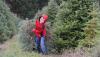 8 Delaware farms offering u-pick Christmas trees for 2025 holiday