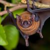 Clostridium perfringens in Egyptian Fruit Bats: Health Impact