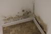A Hidden Health Crisis Following Natural Disasters: Mold Growth in Homes