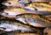 Commercial whitefish fishing banned in Armenia