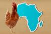 Poultry breeding company recognised for sustainability efforts in Africa