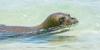 Scientists explore underwater calls of Hawaiian monk seals