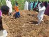 Soil Values, CDA bring soil fertility management closer to farmers in Kano, Jigawa