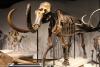 Scientists Recover World’s Oldest RNA From Permafrost-Preserved Woolly Mammoth