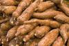 Cassava key to Africa’s food security, industrial growth — DG