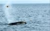Science USA TODAY Spit or snot, it matters not, these excretions may help save right whales
