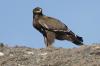Oman’s Environment Authority documents rare steppe eagle in Buraimi Governorate
