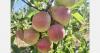 “Fresh Gala apples from Iran and Afghanistan begin to taper in India”