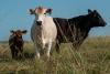 Texas A&M AgriLife builds beef cattle efficiency through producer education