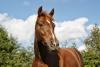 OK Dept. of Agriculture confirms two cases of a highly contagious virus affecting horses