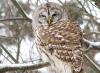 Barred owl removals pit environmentalists against animal rights advocates