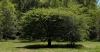 See the new Alabama Champion Tree at Red Mountain Park