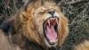 Scientists discover new type of lion roar