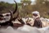 Chad: Authorities failing to address deadly clashes between herders and farmers amid climate crisis