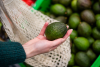 The rise of Colombian avocados in the US