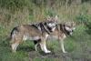 Finland to allow wolve hunting again after law change
