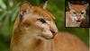 Exceptionally rare 'golden cats' discovered in Africa