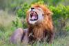 Lions have a secret roar that was just uncovered by AI