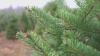 Idaho Panhandle National Forests offering $5 Christmas tree permits