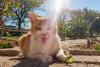 Your cats are killers – and scientists have thousands of videos to prove it